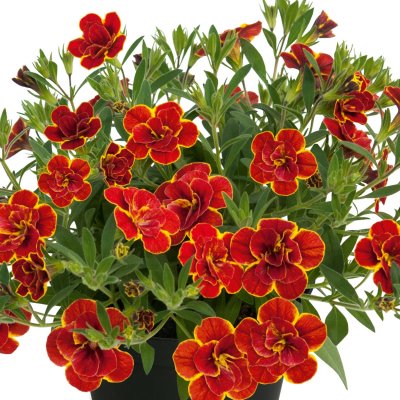 Calibrachoa Superbells ™ Double Redstone