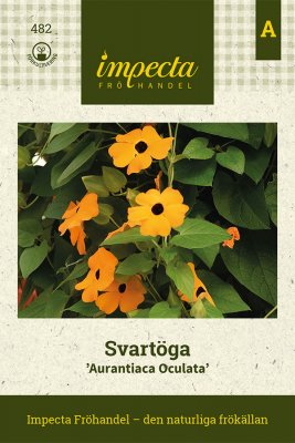 Svartöga, Aurantiaca Oculata