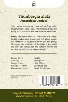 Svartöga, Aurantiaca Oculata