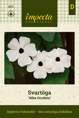 Svartöga, Alba Oculata