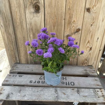 Aster Victoria