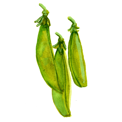 Brytsockerärt Sugar Ann