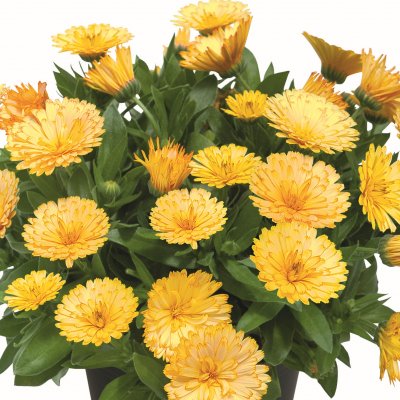 Ringblomma Powerdaisy ™ Buttermilk, stickling 2-pack