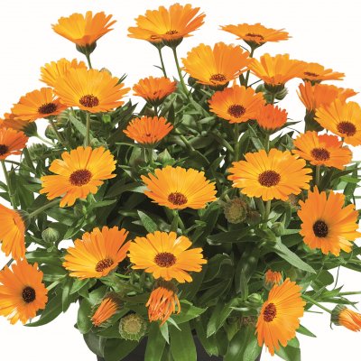 Ringblomma Powerdaisy ™ Mango, stickling 2-pack