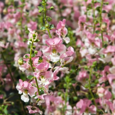Angelonia hybrid Angelface® Wedgwood Pink