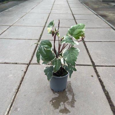 Hedera hibernica 'Marengo'