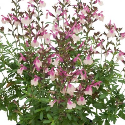 Salvia Visional Peach
