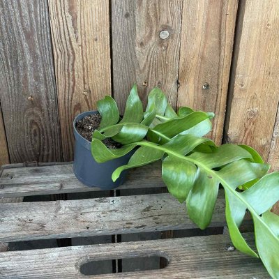 Epiphyllum Anguliger Fern Leaf