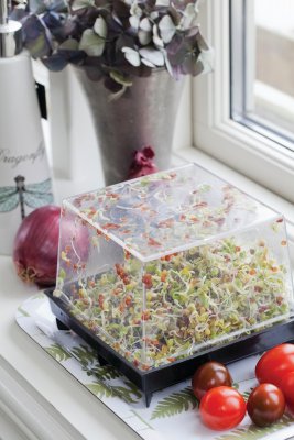 Groddbox, Primo Vitamino