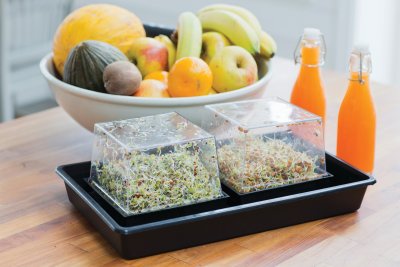 Groddbox, Primo Vitamino