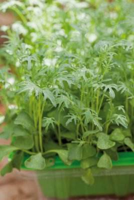 Micro Leaf Grönkål, Jagallo Nero