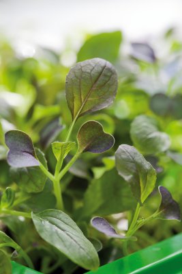 Micro Leaf, Pak Choi, Red Wizard