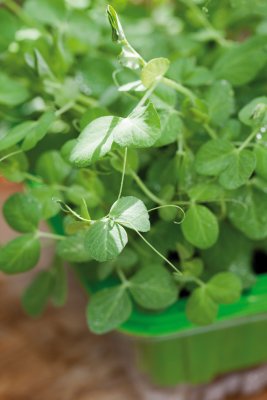 Micro Leaf, Ärta, Ekologisk