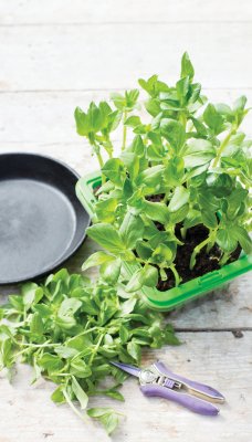 Micro Leaf Bondböna, Oscar