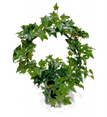 Murgröna Båge Grön 35cm