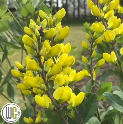 Baptisia hybr. American Goldfinch ®, Färgväppling, C5