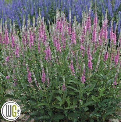 Veronica spicata Perfectly Picasso, Axveronika, C3