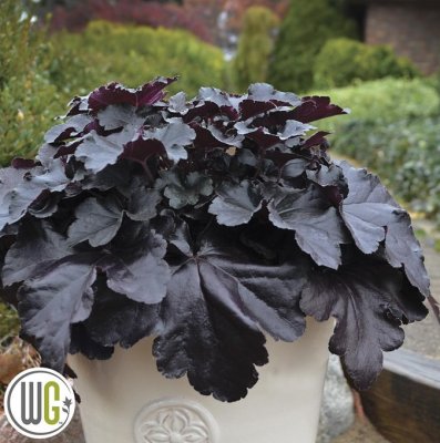 Heuchera hybr. Black Pearl ®, Alunrot