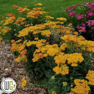 Achillea millefolium Sassy Summer Sunset ®, Röllika, C3