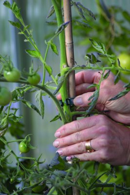 Plantclips Strong 12-pack