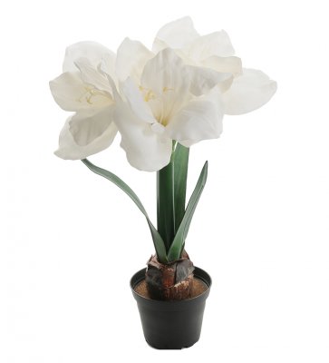 Amaryllis Vit 45cm