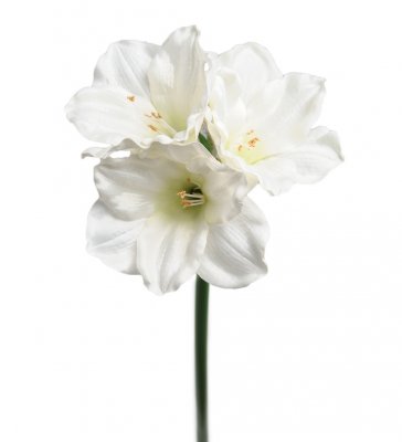 Amaryllis Vit 65cm, Konstgjord