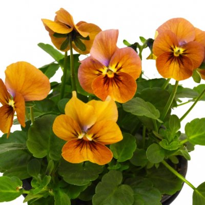 Viola cornuta Petit Terracotta