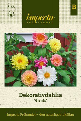 Dahlia, Dekorativ- Giants