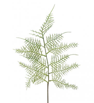 Plumosus blad 60cm, Kosntgjord