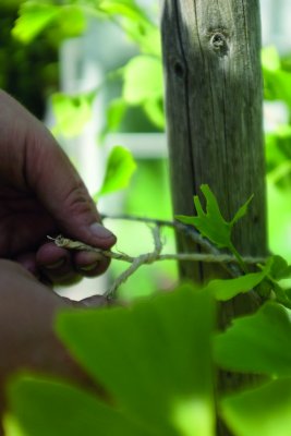 Bindtråd med sisalbeläggning 10m