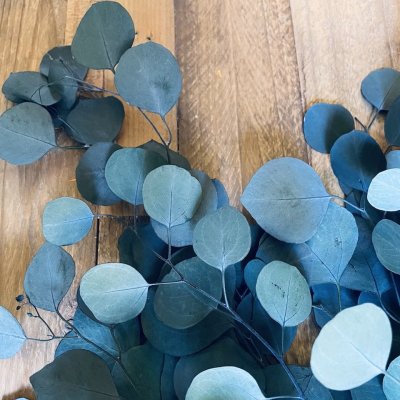 Eucalyptus Grön