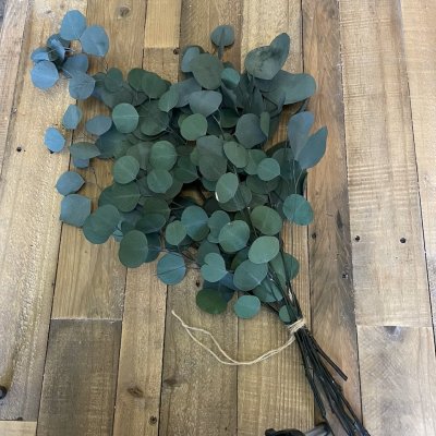 Eucalyptus Grön
