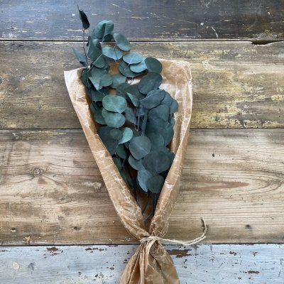 Eucalyptus Grön