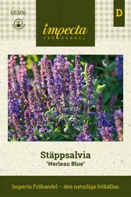 Salvia, Stäpp-, 'Merleau Blue'