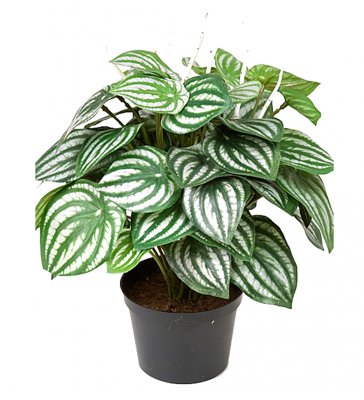 Peperomia Grön 35cm