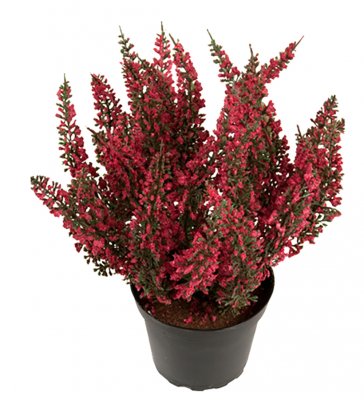 Ljung Röd 28cm