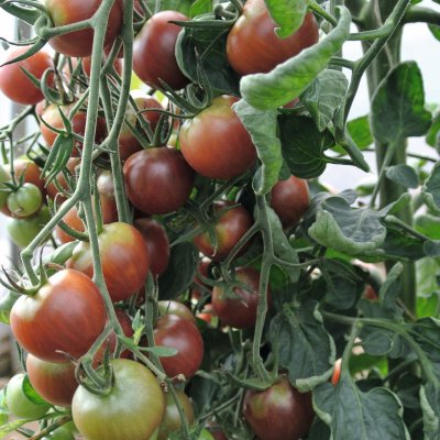 Solanum lycopersicum Black Cherry