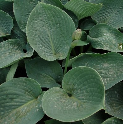 Hosta sieboldiana Elegans, Daggfunkia