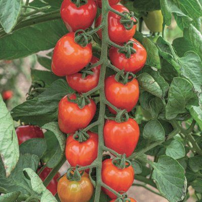 Solanum lycopersicum Lovertino