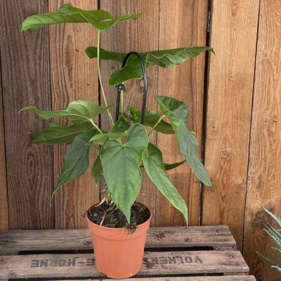 Anthurium Balaloanum