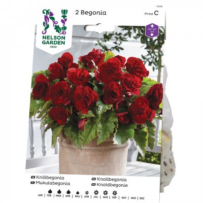 Begonia Dubbel Röd
