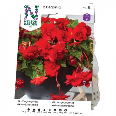 Hängbegonia Pendula Röd