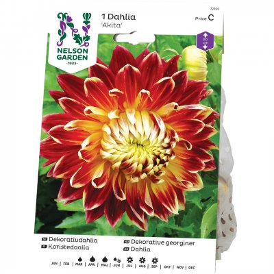 Dahlia Dekorativ Akita, Röd/Brons