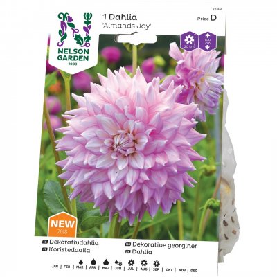 Dahlia Dekorativ Almands Joy, Rosa