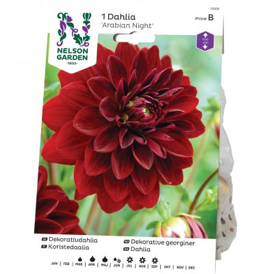 Dahlia Dekorativ Arabian Night, Röd