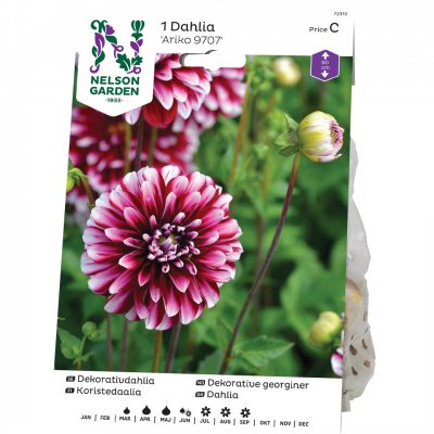 Dahlia Dekorativ Ariko 9707, Röd/Lila