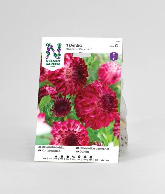 Dahlia Dekorativ Caproz Pizzazz, Cerise