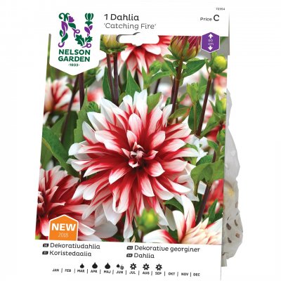 Dahlia Dekorativ Catching Fire, Röd/Vit