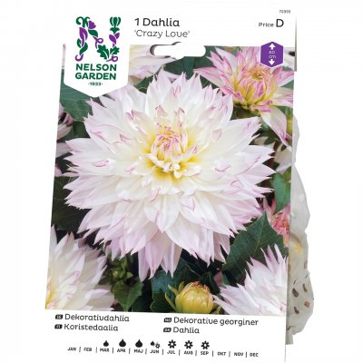 Dahlia Dekorativ Crazy Love, Vit