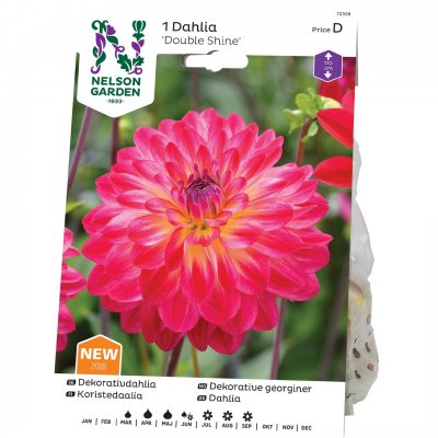 Dahlia Dekorativ Double Shine, Cerise